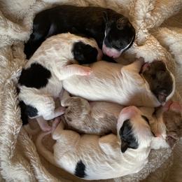 Aussiedoodle Puppies from Ford Canyon Aussidoodles