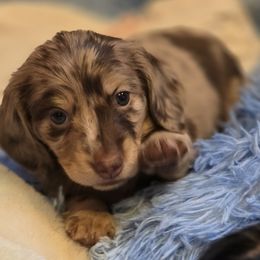 Chocolate dapple - Chocolate and cream female Dachshund puppy in Ethel, Washington from Mickey's Miracle Doxies