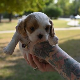 Cavalier King Charles Spaniel Puppies from Critter's Cottage Cavaliers