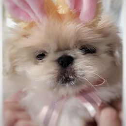 Pekingese Puppies from Tao Pekingese
