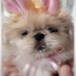 Pekingese Puppies from Tao Pekingese