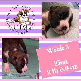 Girl 3 - Brindle Boxer puppy in Jupiter, Florida from CJM Boston and Boxer Puppies