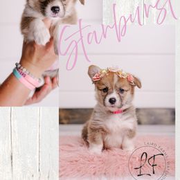 Pembroke Welsh Corgi Puppies from Laird Farms