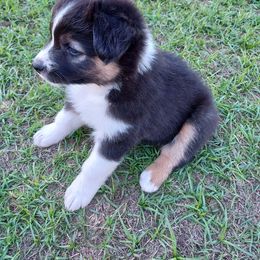 Australian Shepherd Puppies from Red Wagon Aussies