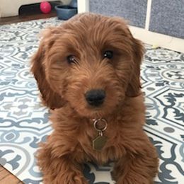 Cavapoos and Goldendoodles from The Fairy Paw Mother