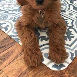 Cavapoos and Goldendoodles from The Fairy Paw Mother