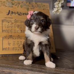 Sunflower - Brown and white female Aussiedoodle puppy in Cartersville, Georgia from Simply Blessed Doodles
