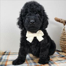 Violetta - Black female Bernedoodle puppy in Temecula, California from Oodles O'Doodles