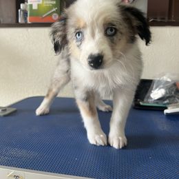 Girl 1 - Toy Australian Shepherd puppy from For the Love of Aussie