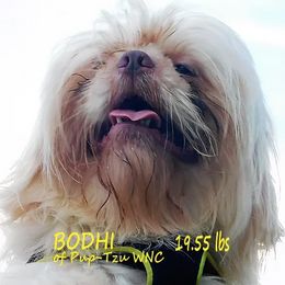 Bodhi - Shih Tzu