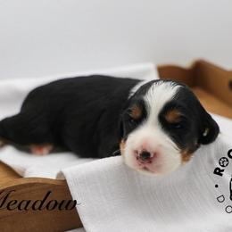 Meadow - Tri-color female Bernedoodle puppy in Edmond, Oklahoma from Rock N Roll Doodles