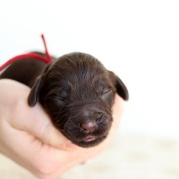 Red - Chocolate male Australian Labradoodle puppy in Williamstown, New York from Lewis Manor Labradoodles