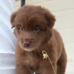 Australian Shepherd Puppies from Kiki's Aussies