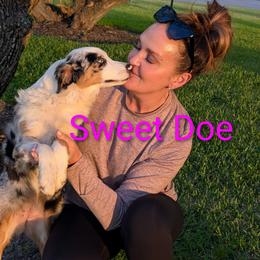 Doe - Blue merle female Miniature Australian Shepherd puppy in Florida from All Champions Mini Aussies & ABW Great Danes