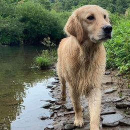 Golden Retrievers from Sterling Run Retrievers