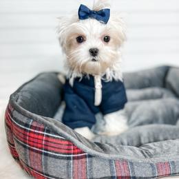 Mal-Shi and Maltese Puppies from Petite Pawz