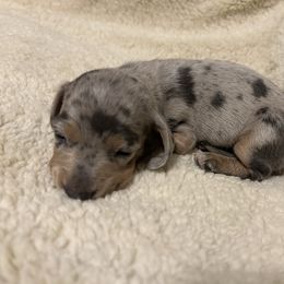 Minnie - Fawn (isabella) and cream female Dachshund puppy in Humphreys, Missouri from Foster’s Dachshunds