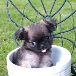 Akc Oscar - Black sabled fawn male Chihuahua puppy in Cedarville, Ohio from Evereve Kennels