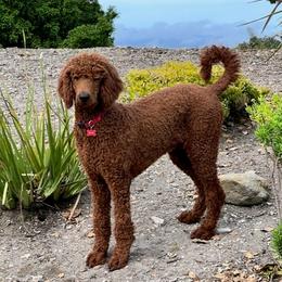 Remi - Poodle