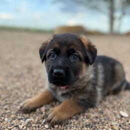 Dark pink - Sable female German Shepherd puppy in Wellington, Colorado from Smithcoshepherds
