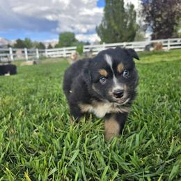 Henry - Black tri-color Australian Shepherd puppy in Ogden, Utah from Charmed Australian Shepherds