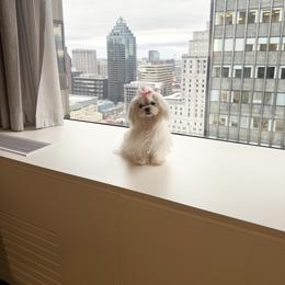 Maltese Puppies from Made to Love Maltese LLC