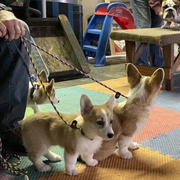 Pembroke Welsh Corgi Puppies from Eaglerock Kennel