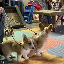 Pembroke Welsh Corgi Puppies from Eaglerock Kennel