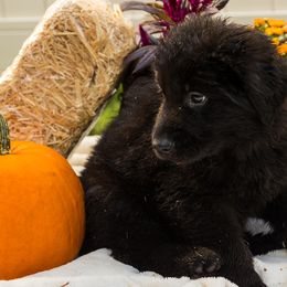 Girl 6 - German Shepherd puppy from AKC Black German Shepherds