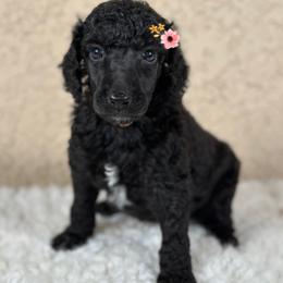 Luna - Silver female Poodle puppy in Spring Hills, Florida from The Olympus Standard Poodle