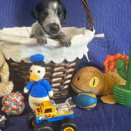 Shadow Boy 3 - Black roan male German Shorthaired Pointer puppy in Banning, California from ⭐🦆 So Cal on Point GSP'S🇺🇲🇩🇪 lg