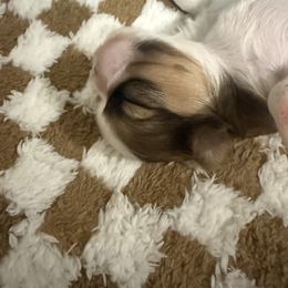 Shih Tzu Puppies from Wood Foo Breeders