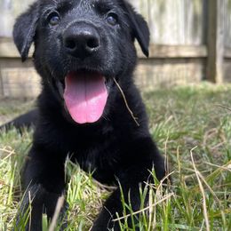 German Shepherd Puppies from Paws Of Germany