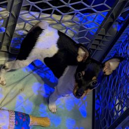 Pup B - White black and tan male Toy Fox Terrier puppy in Clermont, Florida from Debbie Hiles's Toy Fox Terriers