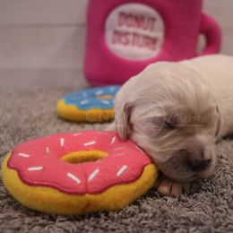 Goldendoodle, Labradoodle, and Poodle Puppies from CNR Farms