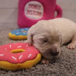 Goldendoodle, Labradoodle, and Poodle Puppies from CNR Farms