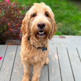 Valor - Labradoodle