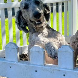 Ace - Poodle