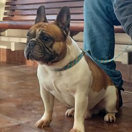 Murphy - French Bulldog