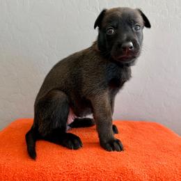 Padme (Purple) - Black sable female Belgian Malinois puppy in Buckeue, Arizona from Légende Vivante Du Chief Kennel