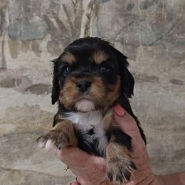 Benjamin - Black and tan male Cavalier King Charles Spaniel puppy in Las Cruces, New Mexico from Moongate Cavaliers