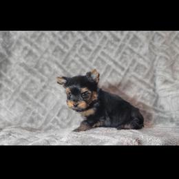 Max - Black and gold male Yorkshire Terrier puppy in Middleton, Idaho from Rocky Mountain Yorkies