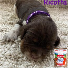 English Springer Spaniel Puppies from Picky’s Puppies