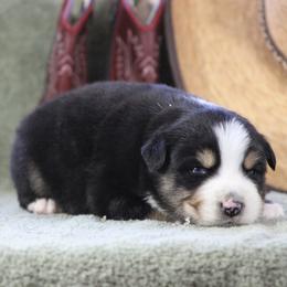 Onyx - Black tri-color male Australian Shepherd puppy in Quapaw, Oklahoma from Rocky Hill Aussies