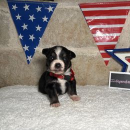 Independence - Black tri female Miniature Australian Shepherd puppy in Floresville, Texas from The Blessed Barnyard