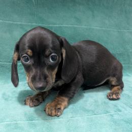 1 Opal - Black and cream female Dachshund puppy in Central Point, Oregon from MRS Long Dog Ranch