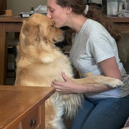 Golden Retriever Puppies from PSI LOVE YOU Goldens