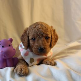 Bernedoodle, Goldendoodle, and Poodle Puppies from Raintree Standard Poodles & Mini Doodles