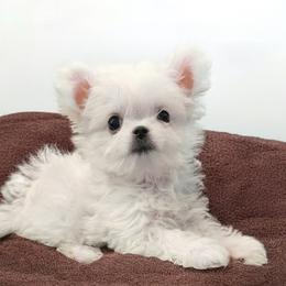 Cavapoo, Maltese, and Maltipoo Puppies from Carolina Canines