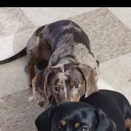 Dash - Dachshund
